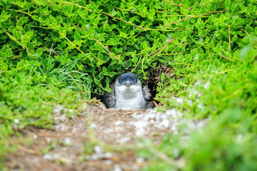 Melbourne: Puffing Billy Steam Train & Penguin Parade Tour - How to prepare for an 8 to 12 hour day