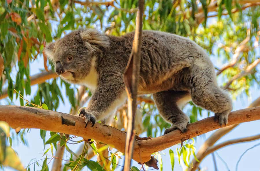 Melbourne: Puffing Billy Steam Train & Penguin Parade Tour - The optional wildlife stop deserves a careful choice