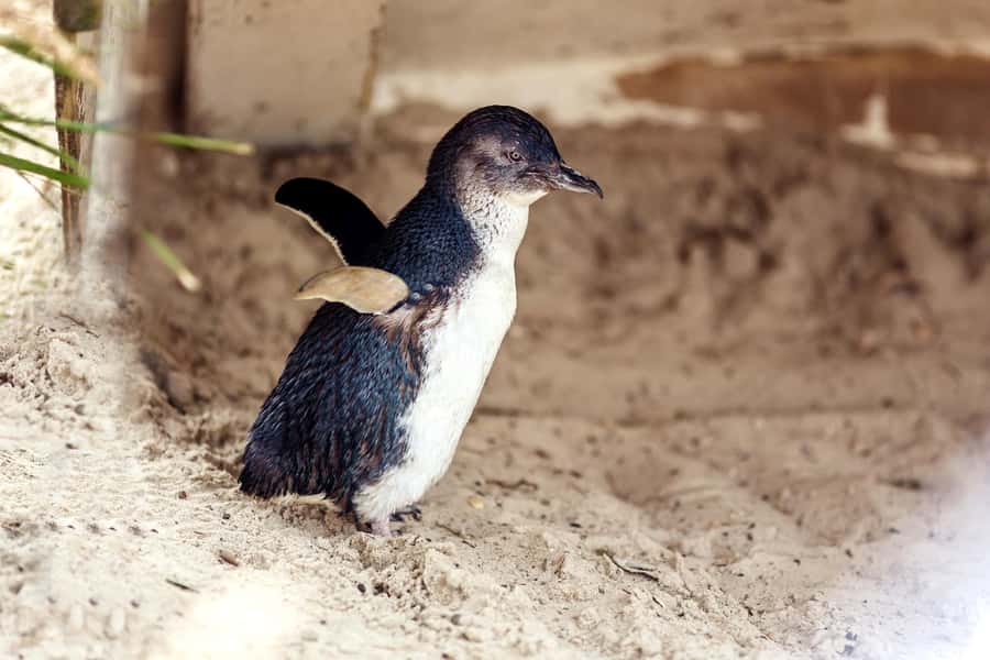 Melbourne: Puffing Billy Steam Train & Penguin Parade Tour - Brighton Beach huts or an animal park