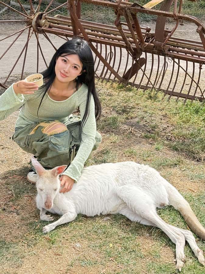 Melbourne: Puffing Billy Train and Penguin Island Day Tour - Maru Koala and Animal Park: a paid choice