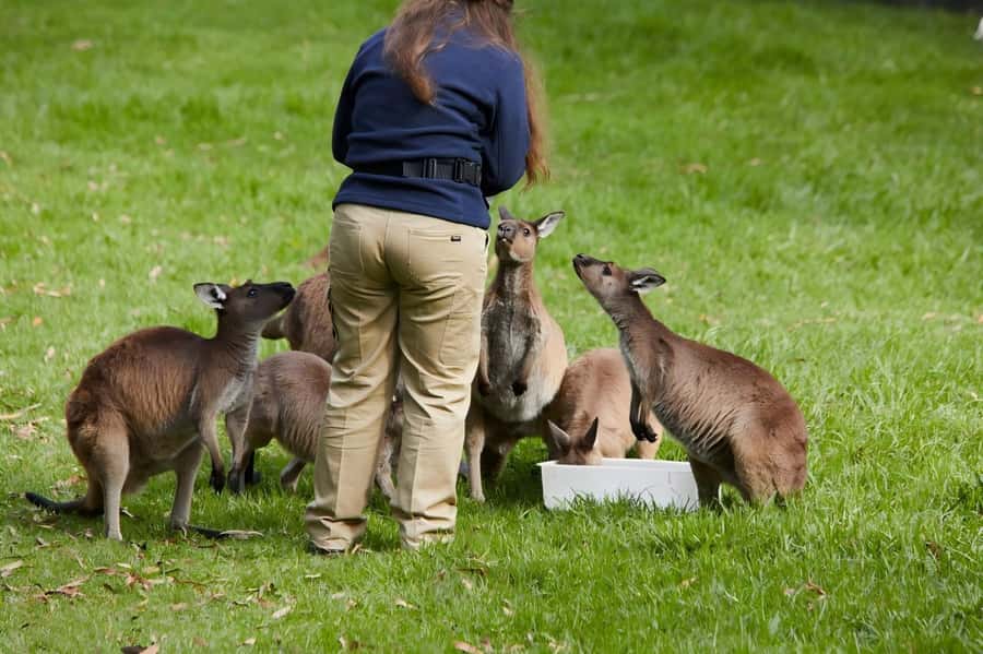 Melbourne: Puffing Billy Train & Healesville & Winery Tour - Key points to know before booking