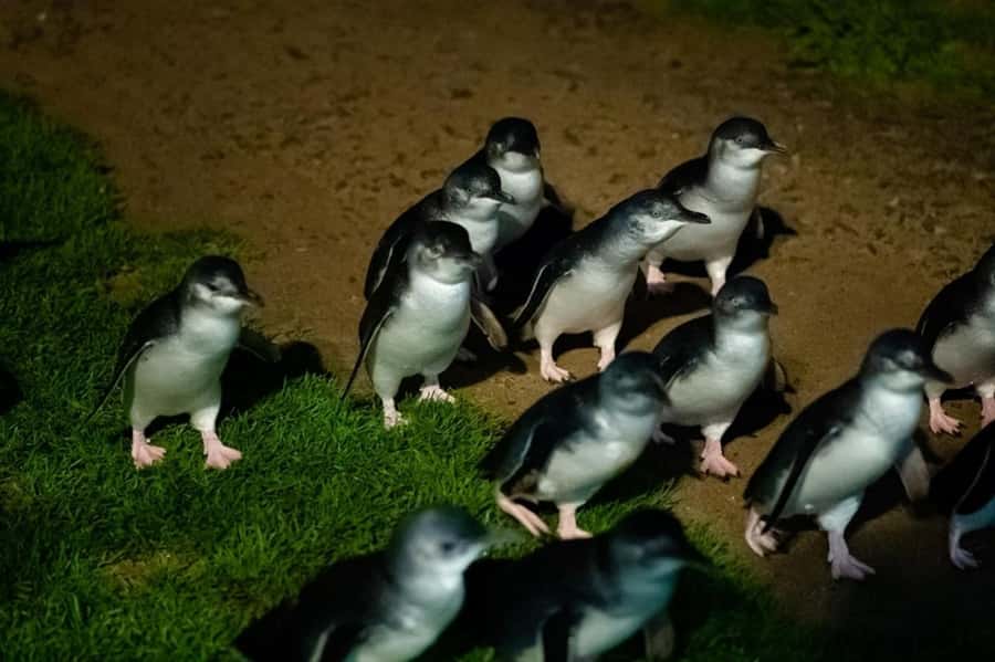 Melbourne: Puffing Billy Train & Penguin Island Excursion - Key points at a glance