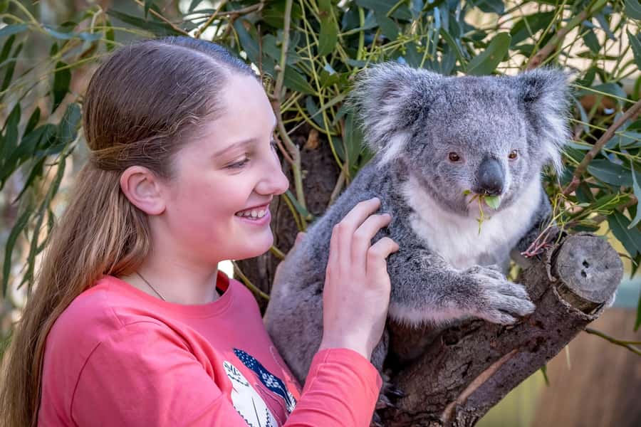 Melbourne: Puffing Billy Train & Penguin Island Excursion - Is the $130 price fair?