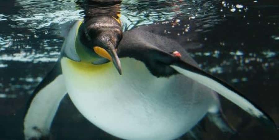 Melbourne: SEA LIFE Aquarium Entrance Ticket - A central Melbourne aquarium with a strong family appeal