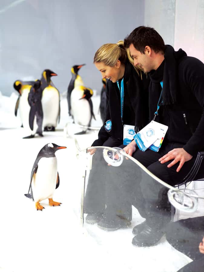 Melbourne: SEA LIFE Aquarium Entrance Ticket - Bay of Rays brings stingrays close to the glass