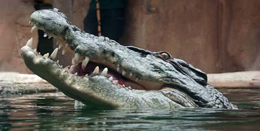Melbourne: SEA LIFE Aquarium Entrance Ticket - Pinjarra gives the crocodile stop real impact