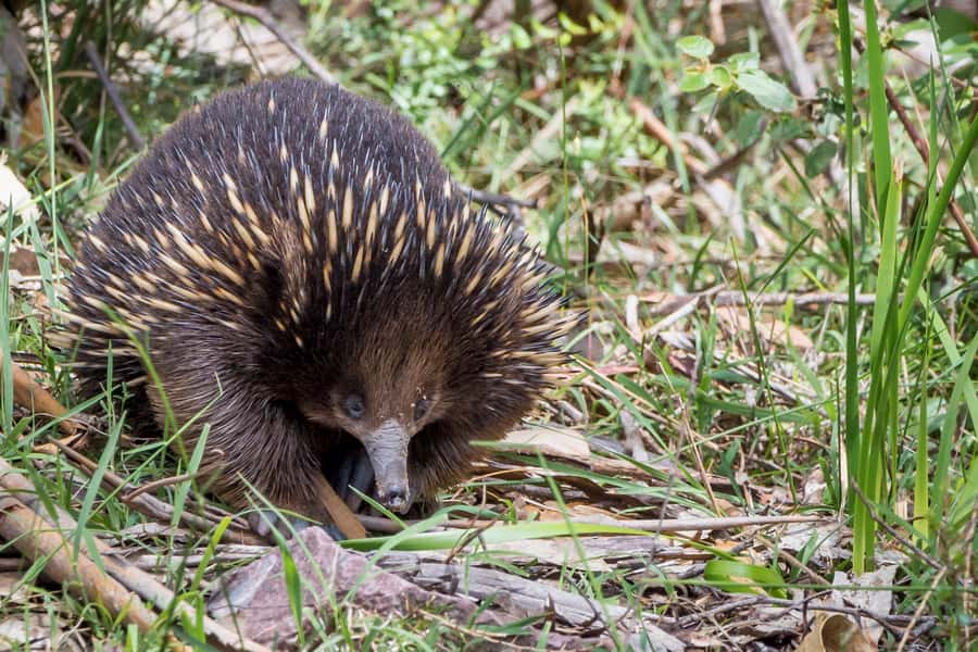 Melbourne to Adelaide: 2-Day Overland Explorer Tour - Who should book this overland trip