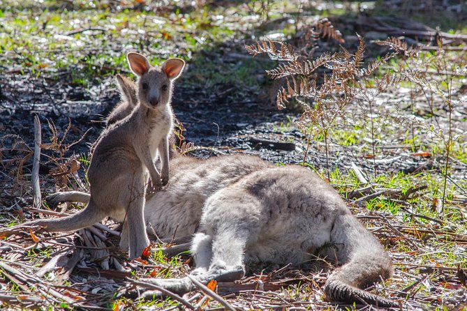 Melbourne to Adelaide 3-Day Great Ocean Road & Grampians Tour - Day one: Melbourne to the Twelve Apostles