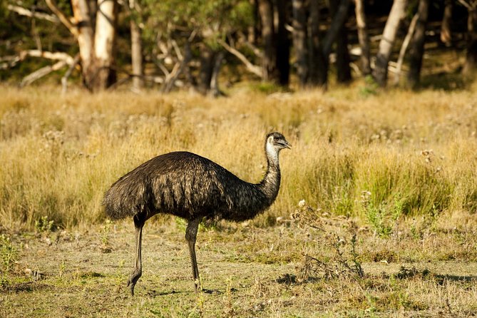 Melbourne to Adelaide 3 Day Tour via Great Ocean Road & Grampians - Day three: waterfalls, cliffs, and the road to Adelaide
