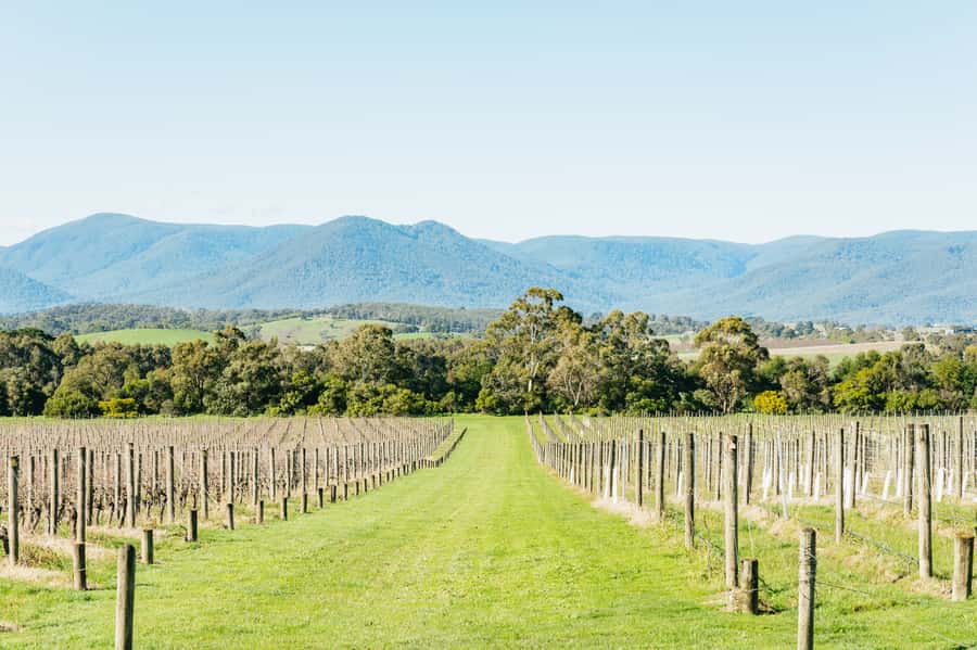 Melbourne: Yarra Valley Wine, Cider, Gin, Beer, & Choc Tour - The pace, transport, and comfort