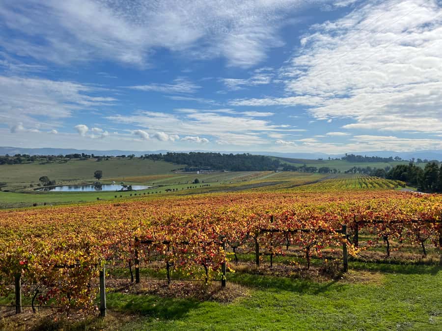 Melbourne: Yarra Valley Wine Tour + Lunch & Gin/Beer Option - Helen & Joey adds another view of the region