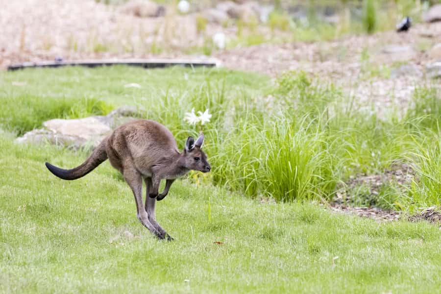 Melbourne Zoo: Australian Wildlife Experience Ticket - Why the 8:00am start changes the visit
