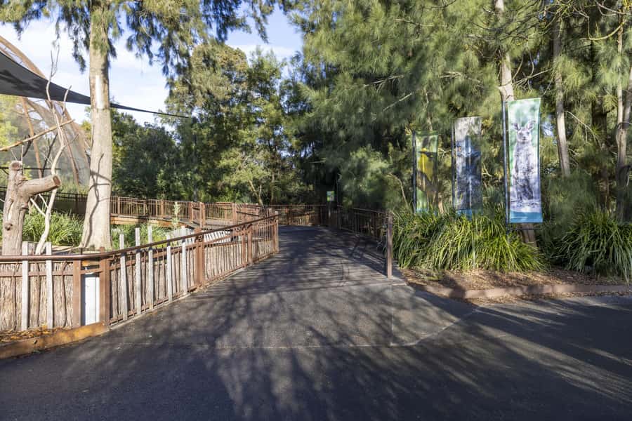 Melbourne Zoo: Australian Wildlife Experience Ticket - Behind the kangaroo exhibit with keepers