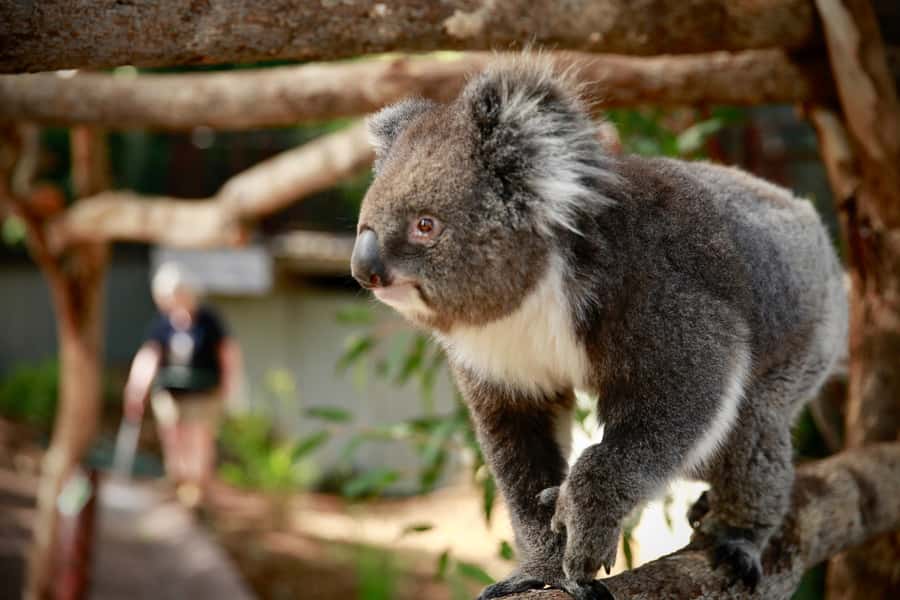 Melbourne Zoo: Australian Wildlife Experience Ticket - Karri and Waru, two koalas at the start of their day