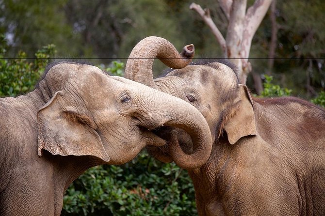 Melbourne Zoo General Entry Ticket - Keeper talks and conservation messages