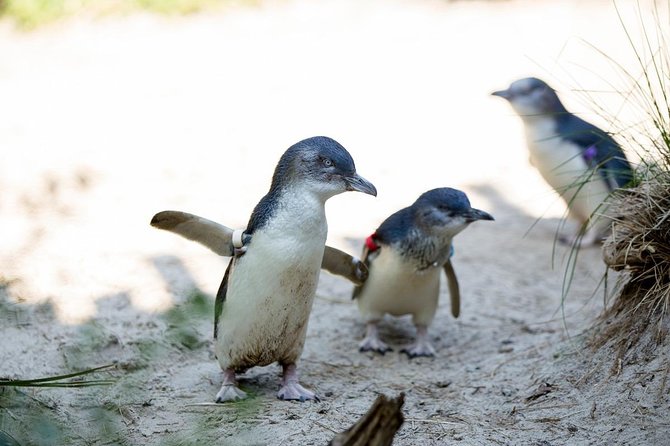 Melbourne Zoo General Entry Ticket - Australian animals first
