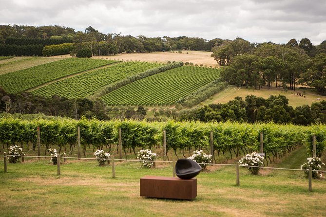 Montalto Vineyard: Mornington Peninsula Discovery Wine Tasting and Lunch - Arriving at 11am in Red Hill South