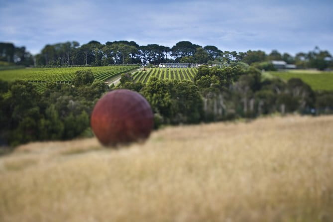 Montalto Vineyard: Mornington Peninsula Discovery Wine Tasting and Lunch - Timing, age, and booking details