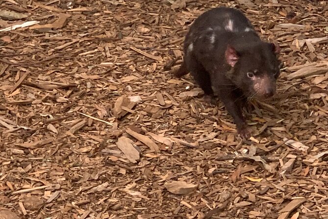 Moonlit Sanctuary and Brighton Beach Boxes Half Day Tour - Moonlit Sanctuary and the Australian animals