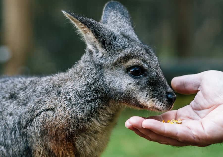 Moonlit Sanctuary Conservation Park Entry Ticket - Why the kangaroo walk is the main attraction