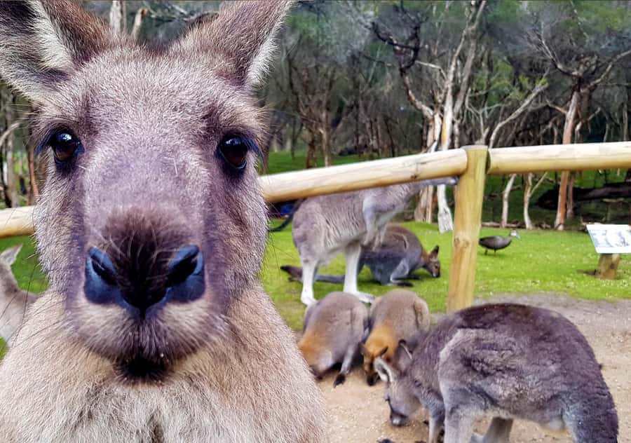 Moonlit Sanctuary Conservation Park Entry Ticket - Koala and wombat encounters cost extra