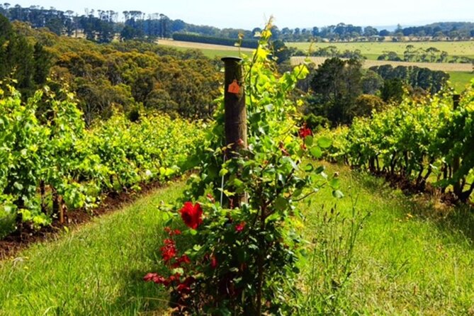 Mornington Peninsula Day Tour. Your Day Your Way. Your group only - Cape Schanck brings cliffs, lighthouse views, and open coast