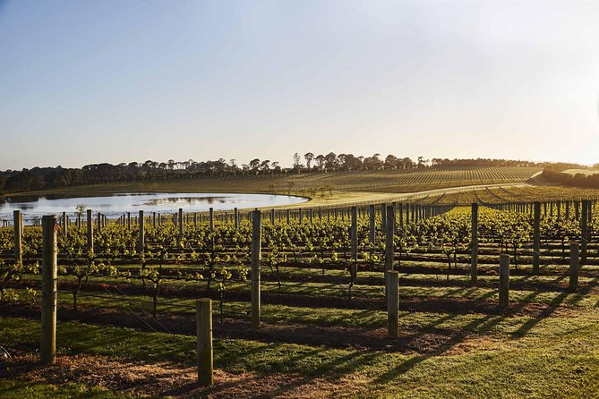 Mornington Peninsula Food and Wine Taste Trail - Pt. Leo Estate: art beside the vines