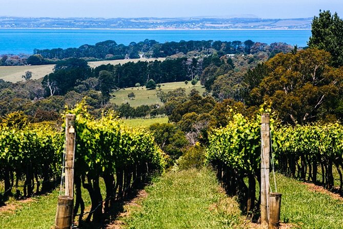 Mornington Peninsula Winery, Beer and Spirits Tour - Kerri Greens keeps the mood local and easy