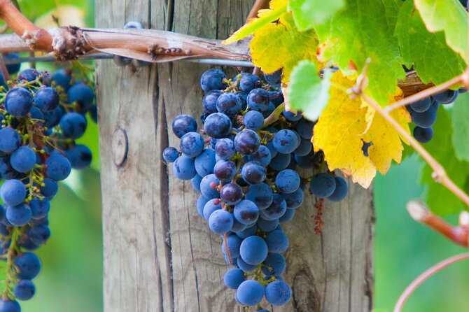 Mornington Peninsula Winery Bus Tour including lunch with a glass of wine - Four cellar doors, one long Mornington Peninsula day
