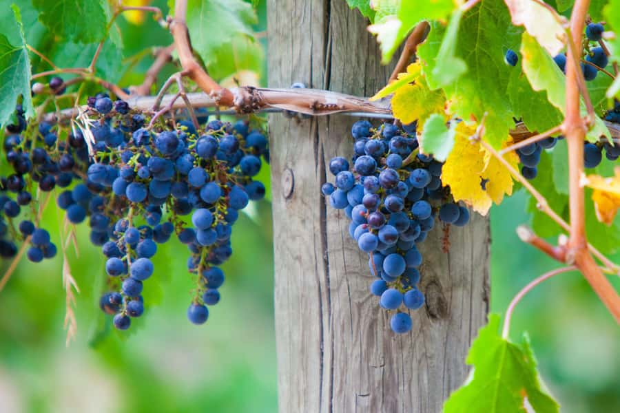 Mornington Peninsula Winery Bus Tour with Lunch & Wine - Key points to know before booking