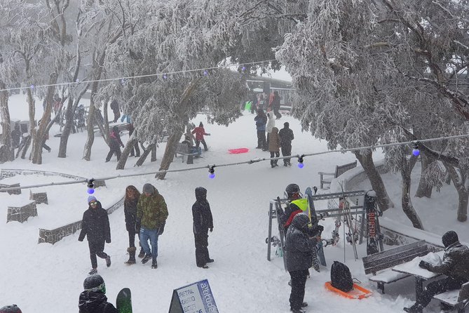 Mt Buller Day Trip from Melbourne - What the $125.52 Price Really Covers