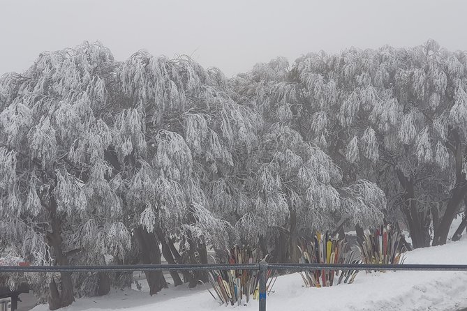Mt Buller Day Trip from Melbourne - A Few Things to Sort Out Before Booking