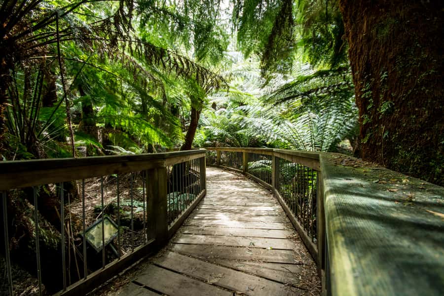 Oceans to Mountains Explorer: 3-Day Great Ocean Road Tour - What the guide adds to the trip
