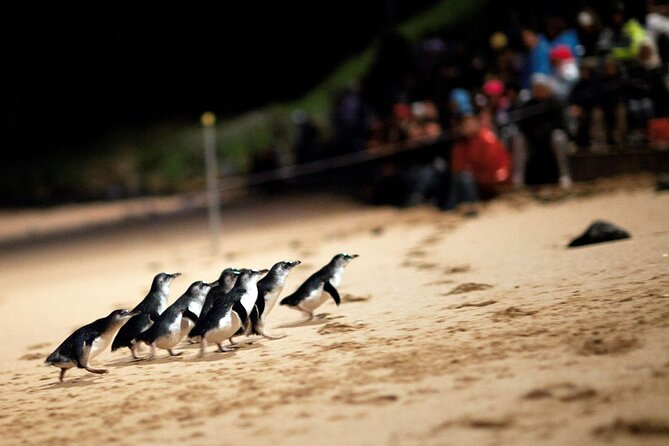 Penguin Parade, & Wildlife Encounters Eco Tour from Melbourne - Why the Penguin Parade is worth the late night