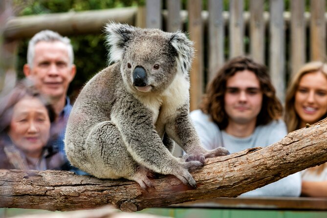 Penguin Parade, & Wildlife Encounters Eco Tour from Melbourne - The minivan, group size, and guide style