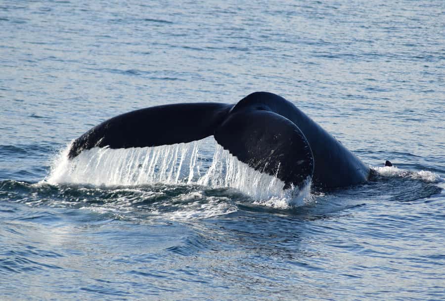 Philip Island: Dolphin and Whale Cruise - Key points to know before you book