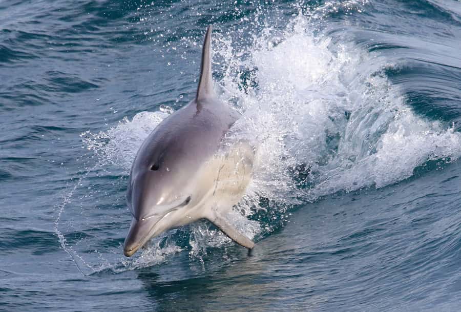 Philip Island: Dolphin and Whale Cruise - Setting out toward Cape Woolamai