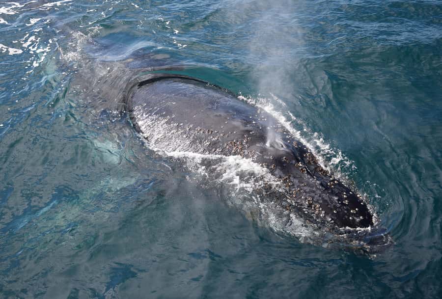 Philip Island: Dolphin and Whale Cruise - Seals, albatrosses, and the smaller sightings