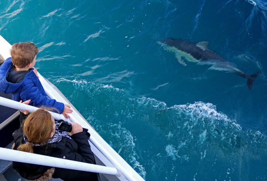 Philip Island: Dolphin and Whale Cruise - Who will enjoy this cruise most?