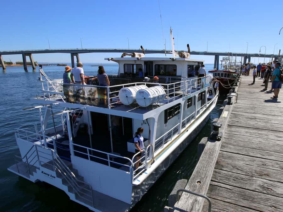 Philip Island: Dolphin and Whale Cruise - Searching for whales on the winter route