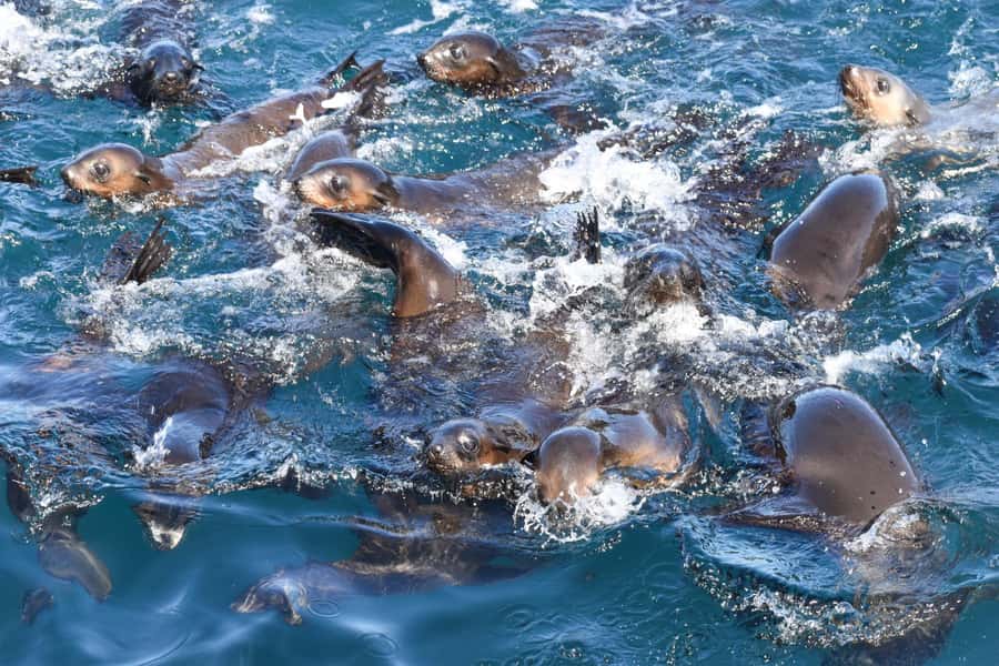 Philip Island: Seal Watching Cruise - Key points to know before you book