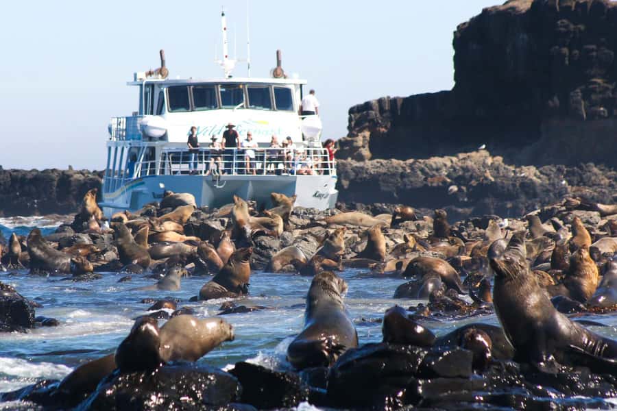 Philip Island: Seal Watching Cruise - Commentary that adds meaning to the sights