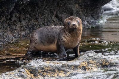 Seal Watching Cruise