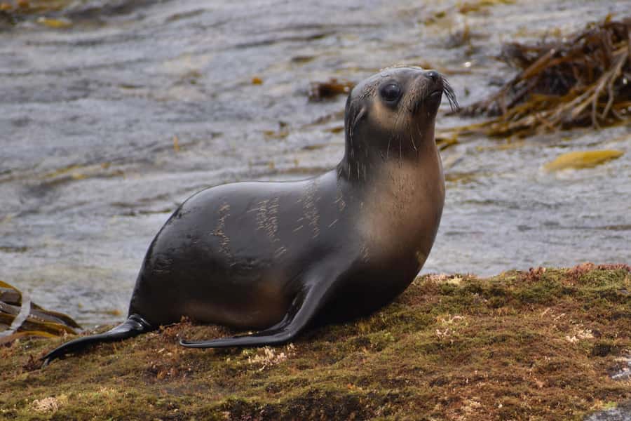 Philip Island: Seal Watching Cruise - What the two hours feel like onboard