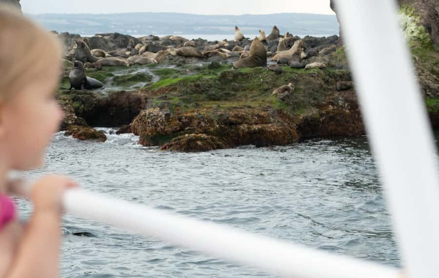 Philip Island: Seal Watching Cruise - Is $81 a fair price?