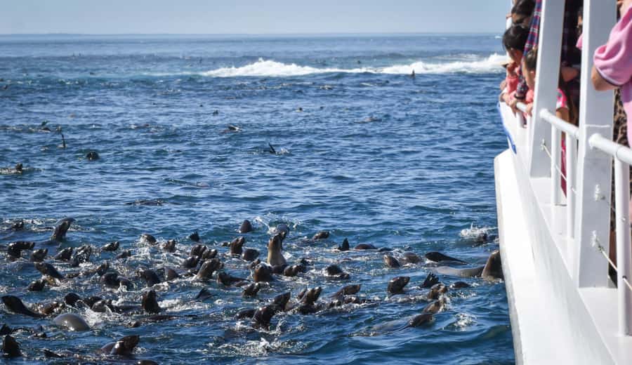 Philip Island: Seal Watching Cruise - Should you book the Phillip Island Seal Watching Cruise?