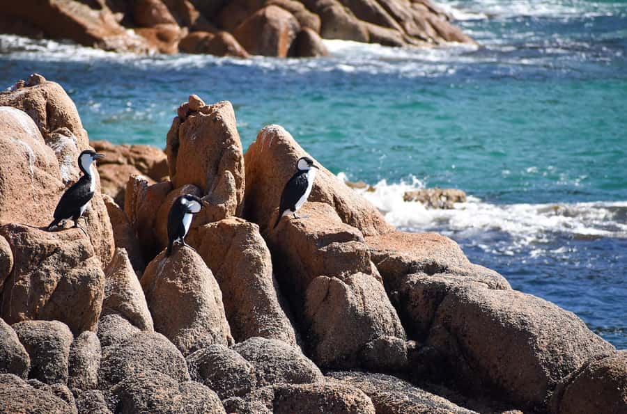 Phillip Island: 1-Hour Cape Woolamai Scenic Cruise - Wildlife watching without false promises