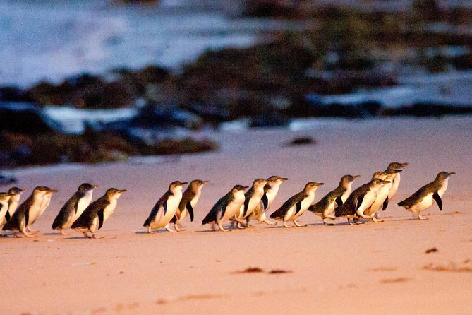 Phillip Island Day Trip from Melbourne with Penguin Plus Viewing Platform - Why the Penguin Parade is worth the long day
