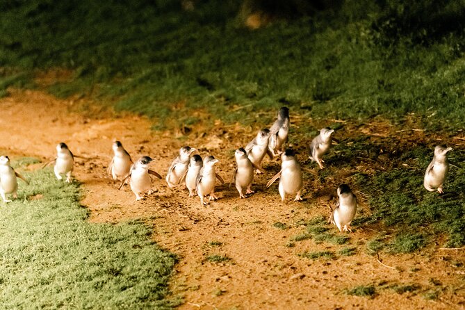 Phillip Island Day Trip from Melbourne with Penguin Plus Viewing Platform - What the $172.14 price covers