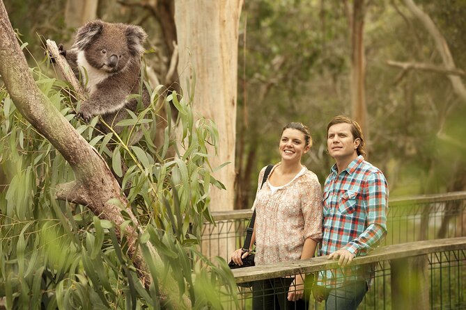 Phillip Island Day Trip from Melbourne with Penguin Plus Viewing Platform - Koalas among the boardwalks